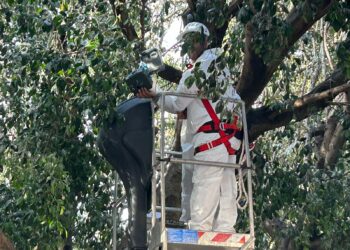 Oristano: due centraline con il grido dei rapaci per combattere gli storni