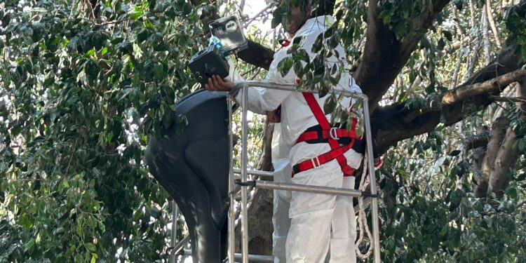 Oristano: due centraline con il grido dei rapaci per combattere gli storni