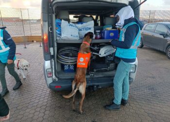 Porto Torres: cani molecolari contro la peste suina