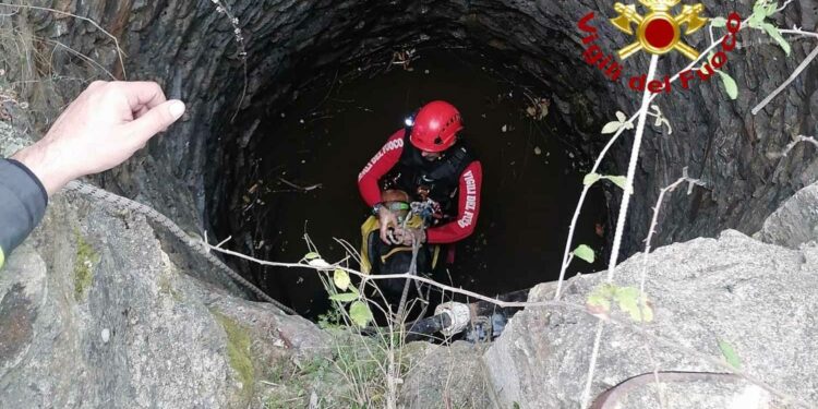Siniscola: cane cade dentro un pozzo, salvato dai vigili del fuoco