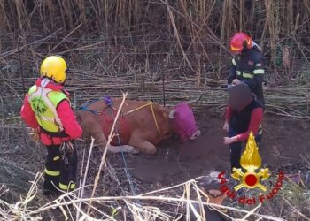 Arzana: i vigili del fuoco salvano un bovino caduto in una scarpata