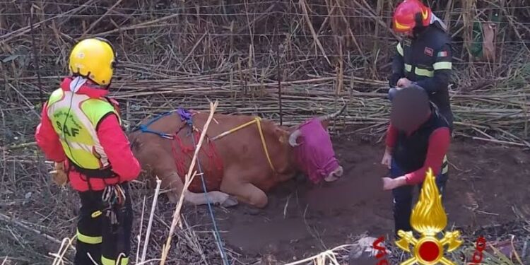 Arzana: i vigili del fuoco salvano un bovino caduto in una scarpata