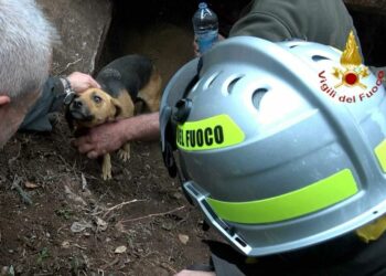 Cardedu: un cane rimasto intrappolato all’interno di una conca rocciosa