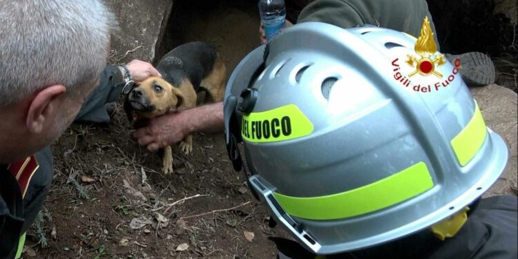 Cardedu: un cane rimasto intrappolato all’interno di una conca rocciosa