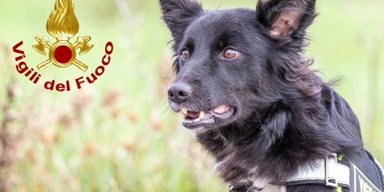 Calangianus: si perde cercando legna, ritrovato un 82enne