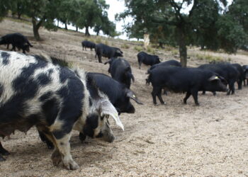 Il suino Sardo diventa Presidio Slow Food