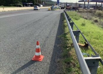 Sardara: un cantoniere Anas salva un cane ferito