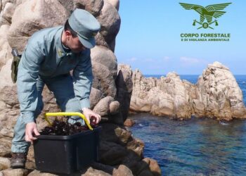 Pesca illegale di ricci di mare a San Vero Milis, sanzionati due uomini