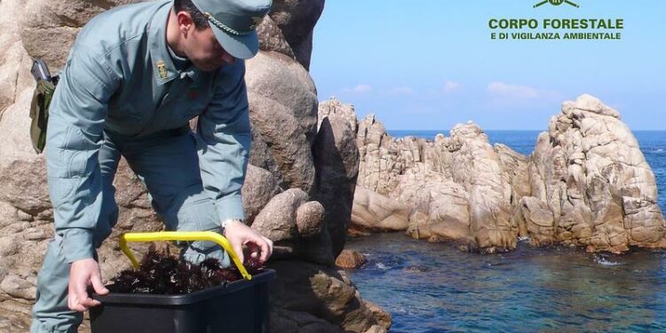 Pesca illegale di ricci di mare a San Vero Milis, sanzionati due uomini