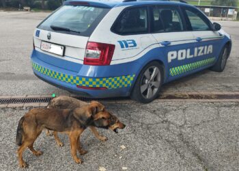 La Polizia di Stato ha salvato due cagnolini il giorno di Natale
