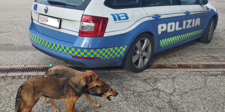 La Polizia di Stato ha salvato due cagnolini il giorno di Natale