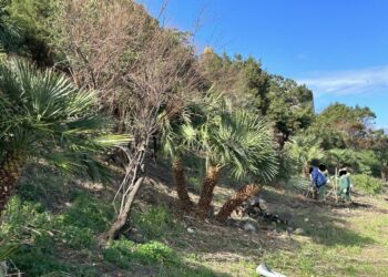Castelsardo: accordo tra Comune e Forestas per la manutenzione del verde