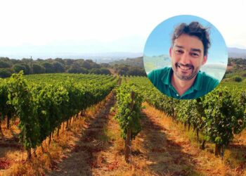 L’enologo Andrea Pala: “Il Vermentino di Gallura è il re dei vini dell’estate 2023»