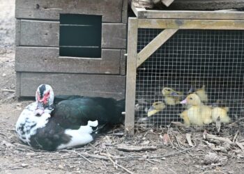 Cagliari: al parco di Monte Urpinu sono nati otto anatroccoli