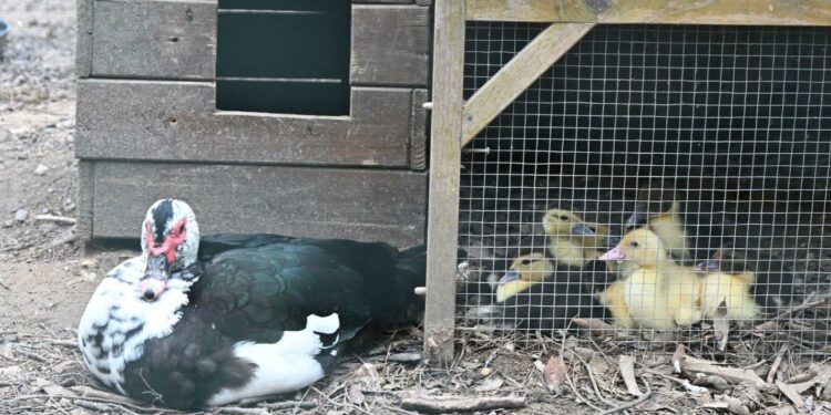 Cagliari: al parco di Monte Urpinu sono nati otto anatroccoli