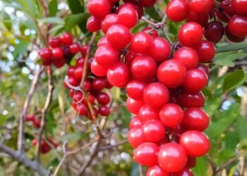 A Porto Torres un evento dedicato a piante e frutti nel mondo antico sardo