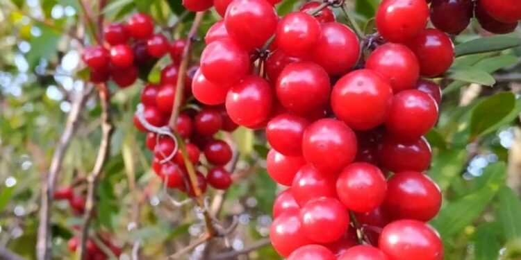 A Porto Torres un evento dedicato a piante e frutti nel mondo antico sardo