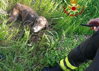 Bono: cane cade in una voragine, lo salvano i vigili del fuoco