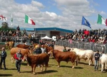 Ozieri: fissata la data della fiera zootecnica e agro alimentare