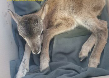 Ussassai: il Corpo forestale salva un piccolo muflone