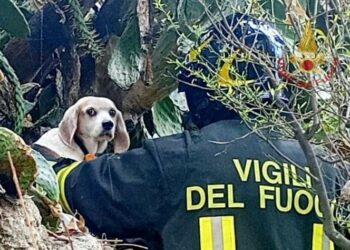 Cagliari: cane intrappolato in una pianta di fico d’india, lo salvano i vigili del fuoco