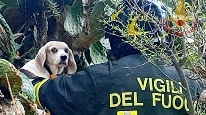 Cagliari: cane intrappolato in una pianta di fico d’india, lo salvano i vigili del fuoco