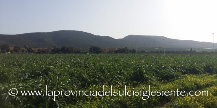 Uri: due giorni dedicati al carciofo spinoso Dop