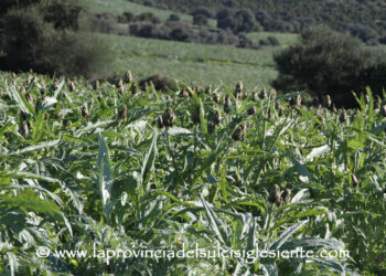 Uri: due giorni dedicati al carciofo spinoso Dop