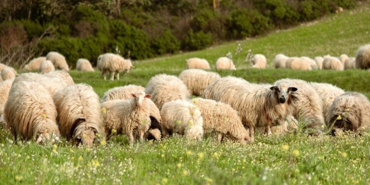 “Incovi”: ecco il nuovo progetto per carni ovine in Sardegna