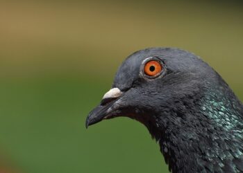 Denuncia dell’OIPA per l’uccisione a bastonate di un piccione a Sassari