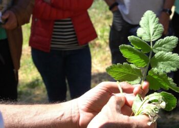 “Erbe de su connotu”, a Villanova Monteleone successo per L’anteprima di “Chenamos in carrela”