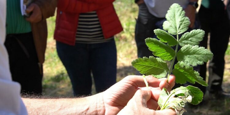 “Erbe de su connotu”, a Villanova Monteleone successo per L’anteprima di “Chenamos in carrela”