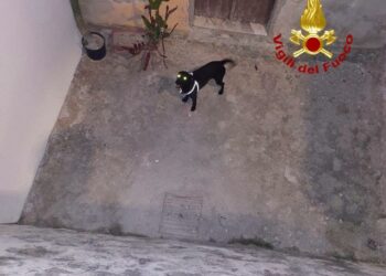 Alghero: un cane cade in uno spazio confinato di un’altezza di circa tre metri, lo salvano i vigili del fuoco