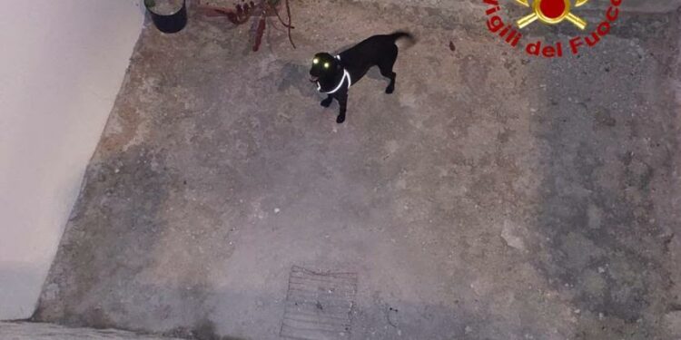 Alghero: un cane cade in uno spazio confinato di un’altezza di circa tre metri, lo salvano i vigili del fuoco