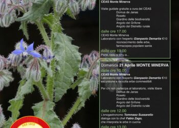 Villanova Monteleone: a Monte Minerva due giorni alla scoperta delle erbe spontanee della Sardegna