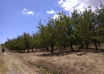 A Bonarcado la prima edizione de “La fioritura del ciliegio”