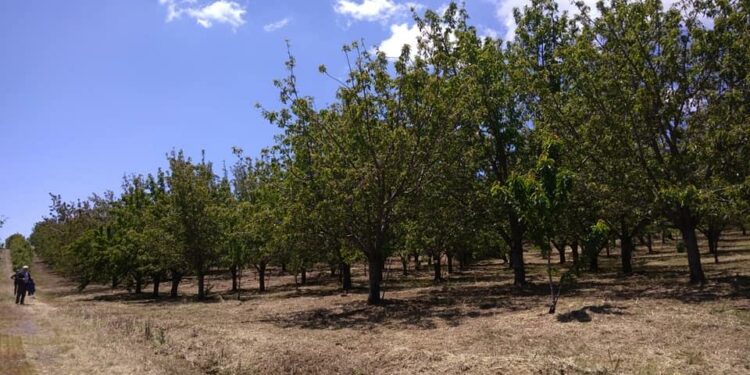 A Bonarcado la prima edizione de “La fioritura del ciliegio”