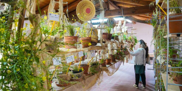 Le campagne in fiore della Marmilla sono pronte ad accogliere i visitatori il 20 e 21 aprile per il 38° Festival delle erbe spontanee organizzato a Ussaramanna