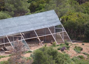 Il grifone torna a volare nel Sud Sardegna