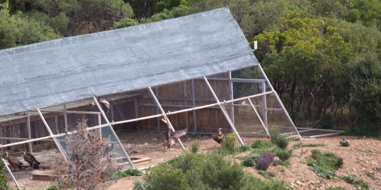 Il grifone torna a volare nel Sud Sardegna