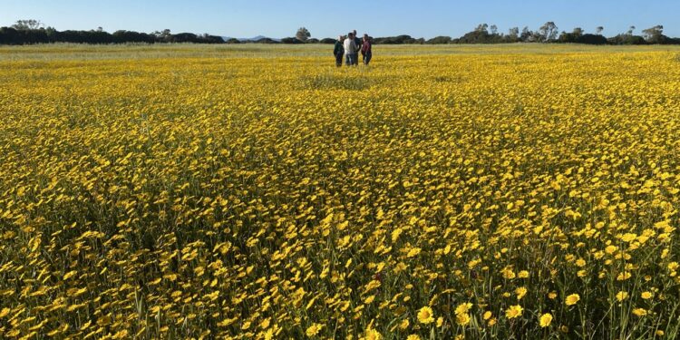 Torna in proiezione a Cagliari il documentario di Enrico Pau sul drammatico incendio del Montiferru