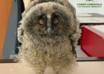 Nurri, Senorbì, Guasila e Cagliari: salvati cinque rapaci in difficoltà