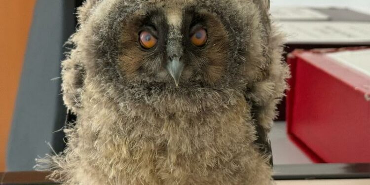 Nurri, Senorbì, Guasila e Cagliari: salvati cinque rapaci in difficoltà