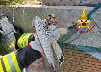 Bauladu: rimane incastrato in una rete, i vigili del fuoco salvano un gheppio