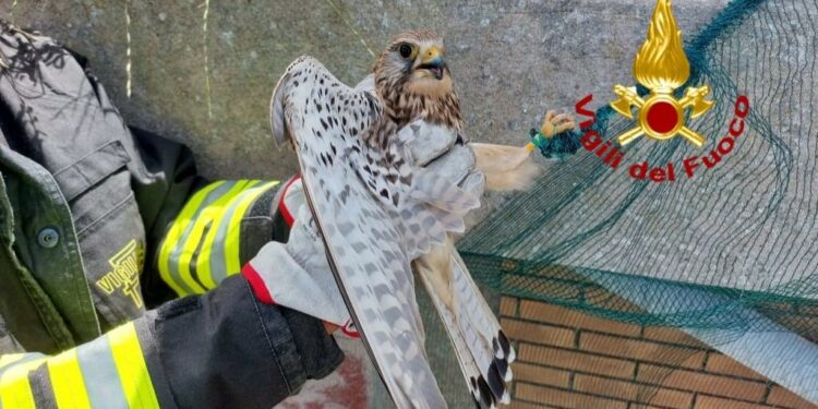 Bauladu: rimane incastrato in una rete, i vigili del fuoco salvano un gheppio