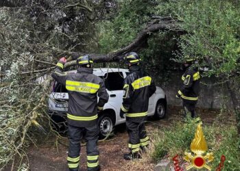 Sassari: un grosso arbusto cade sopra un’auto in sosta a Monte Bianchinu