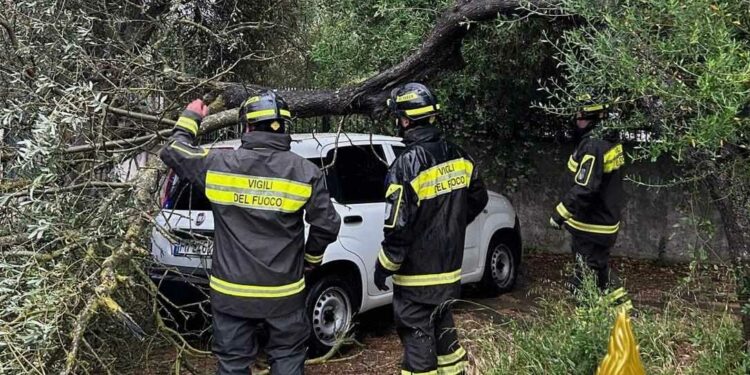 Sassari: un grosso arbusto cade sopra un’auto in sosta a Monte Bianchinu
