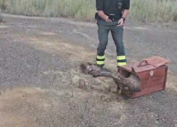 Cagliari: liberato un falco pecchiaiolo