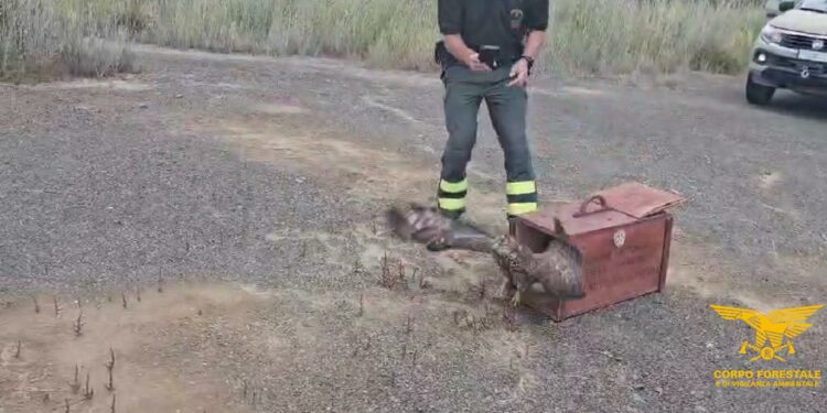 Cagliari: liberato un falco pecchiaiolo