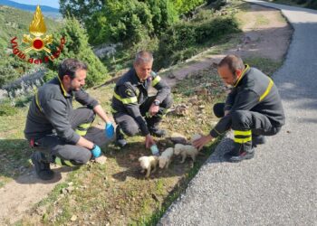Cuccioli di cani abbandonati nelle campagne di Villagrande Strisaili, salvati dai vigili del fuoco